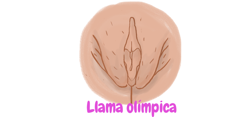 ilustración de vulva