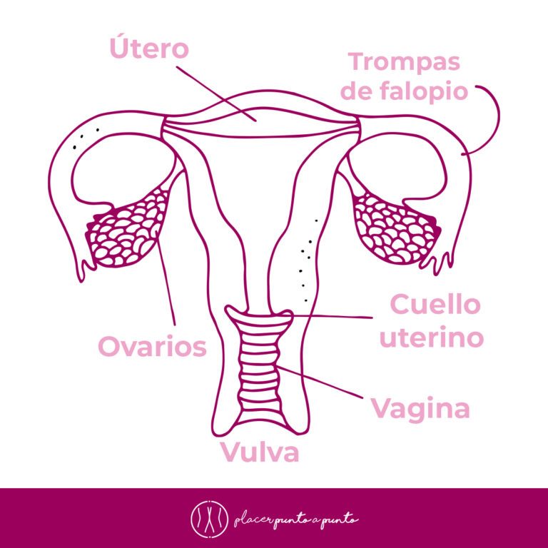 Órganos reproductivos internos