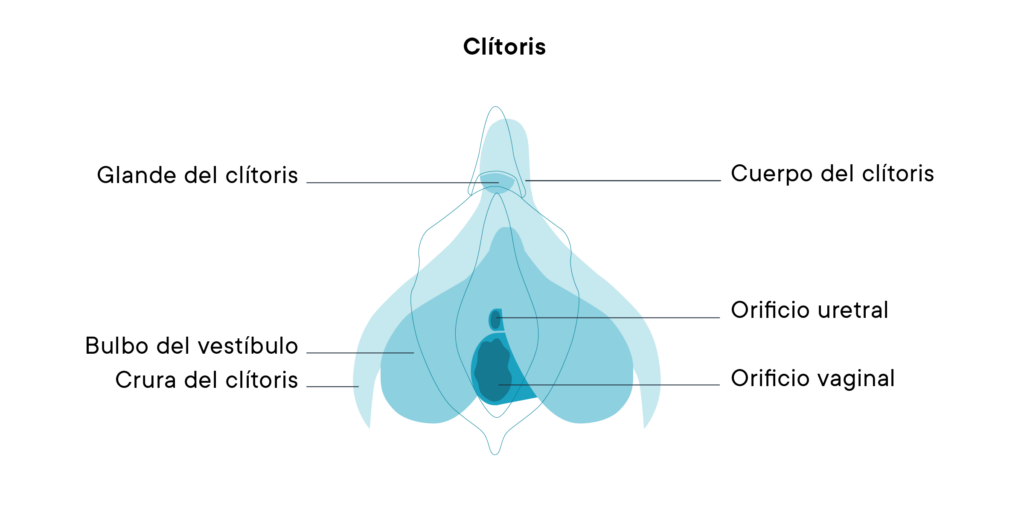 diagrama del clítoris