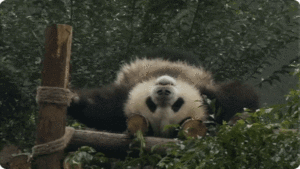 panda riendo