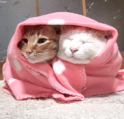 Dos gatitos tapados