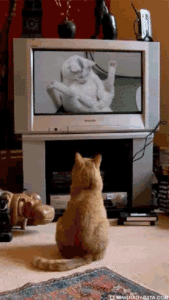 Gato mirando la tv