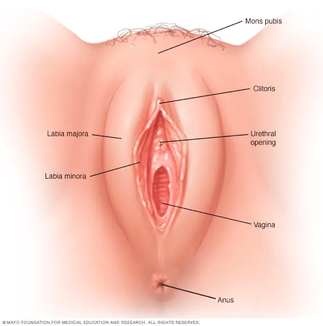 Dibujo de la vagina